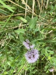 Mentha aquatica