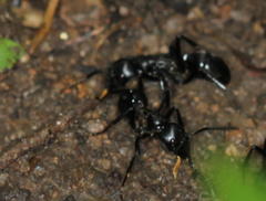 Streblognathus peetersi