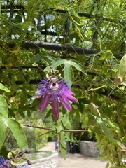 Passiflora amethystina × caerulea