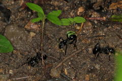 Streblognathus peetersi