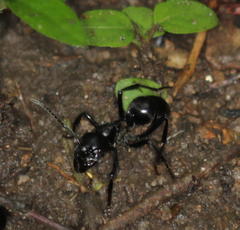 Streblognathus peetersi