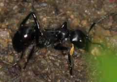 Streblognathus peetersi