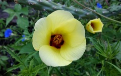 Hibiscus biseptus