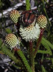 Trichostetha capensis