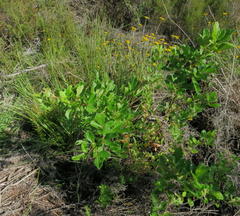 Searsia pyroides pyroides