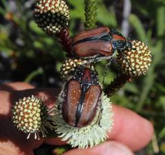 Trichostetha capensis