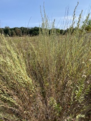 Artemisia campestris