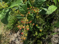 Searsia pyroides pyroides