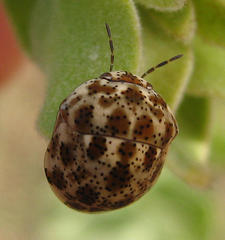 Sphaerocoris testudogrisea