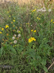 Jacobaea grandidentata