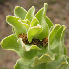Sphaerocoris testudogrisea