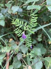 Vicia cracca