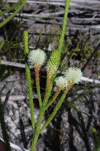 Berzelia ecklonii (Berzelia ecklonii)