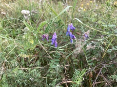 Vicia cracca