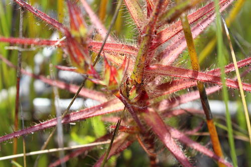 Roridula gorgonias (Roridula gorgonias)