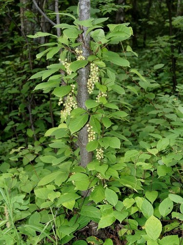 Chinese magnolia-vine