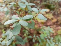 Vaccinium uliginosum