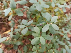 Vaccinium uliginosum