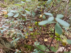 Vaccinium uliginosum