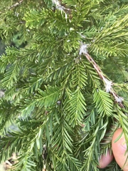 Sequoia sempervirens