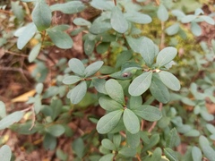 Vaccinium uliginosum