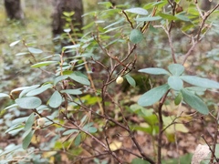Vaccinium uliginosum