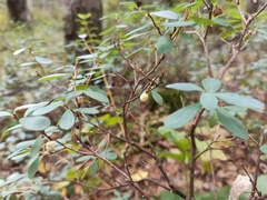 Vaccinium uliginosum