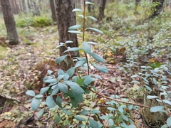 Vaccinium uliginosum