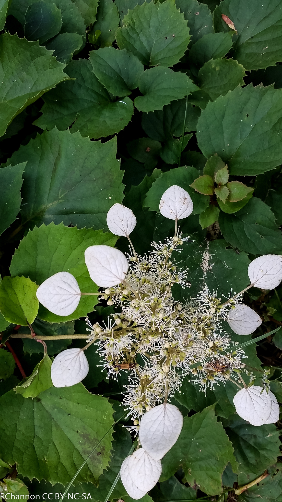 Schizophragma hydrangeoides · iNaturalist