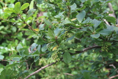 Berberis amurensis