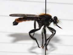 Laphria aktis