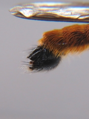 Laphria aktis