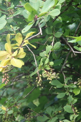 Berberis amurensis
