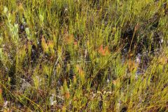 Spatalla mollis