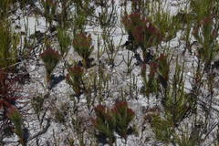 Spatalla mollis