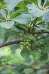 Berberis amurensis