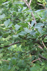 Berberis amurensis
