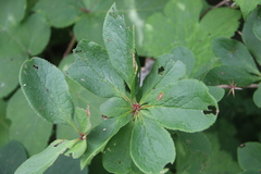 Berberis amurensis