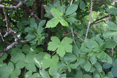 Aconitum alboviolaceum