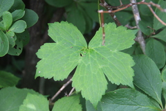 Aconitum alboviolaceum