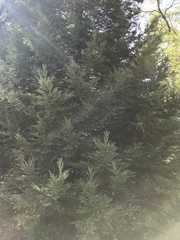 Sequoia sempervirens