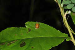 Aspidimorpha quadriremis