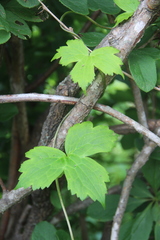 Aconitum alboviolaceum