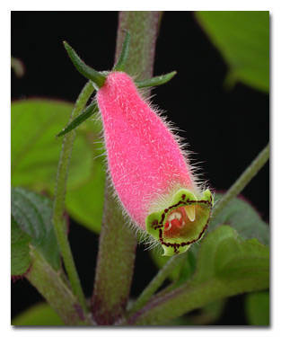 Seemannia purpurascens