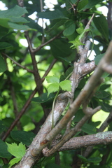 Aconitum alboviolaceum