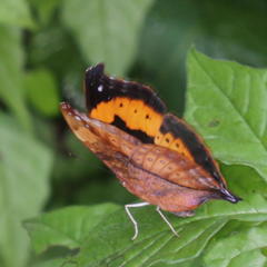 Precis tugela tugela