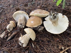Boletus nobilissimus