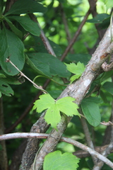 Aconitum alboviolaceum