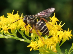 Triepeolus pectoralis