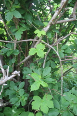 Aconitum alboviolaceum